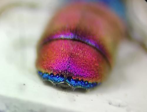 Chrysis sp.